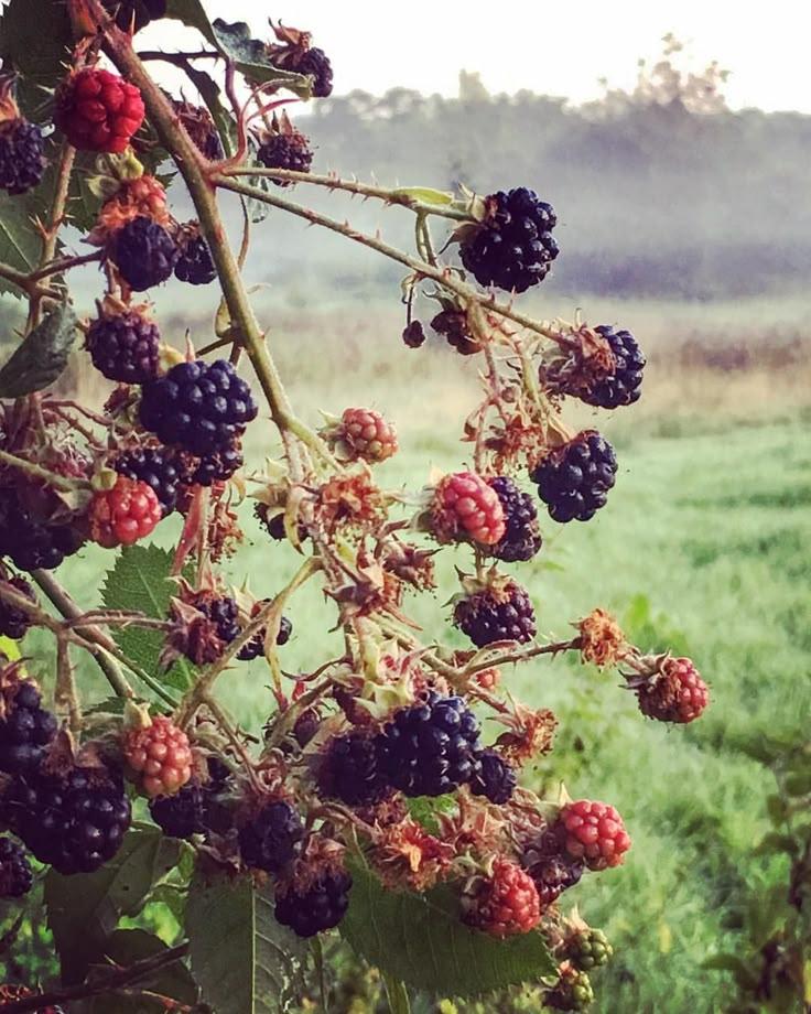 Berry Bounty: Farm-Fresh Flavor Symphony